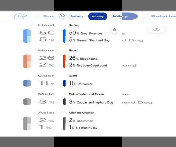 Medium Photo #2 Great Pyrenees-Unknown Mix Puppy For Sale in Union, WV, USA