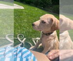 Small #5 Catahoula Leopard Dog Mix
