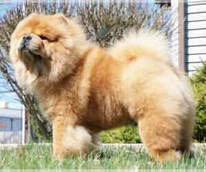 Father of the Chow Chow puppies born on 04/29/2021