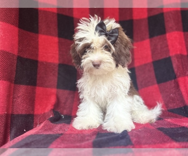 Medium Photo #11 ShihPoo Puppy For Sale in LAKELAND, FL, USA