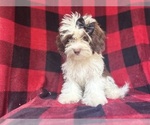 Small #10 ShihPoo