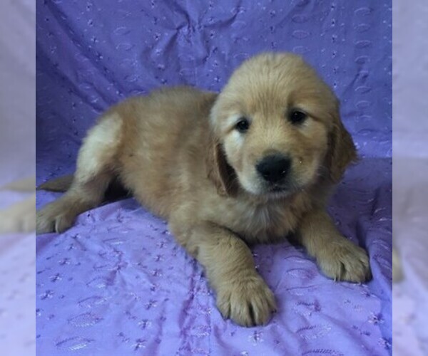 Medium Photo #1 Golden Retriever Puppy For Sale in DRY RUN, PA, USA