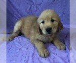 Small Photo #1 Golden Retriever Puppy For Sale in DRY RUN, PA, USA