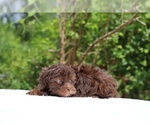 Small #8 ShihPoo