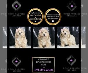 Poodle (Toy) Puppy for sale in WARSAW, IN, USA