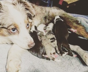 Father of the Miniature Australian Shepherd puppies born on 03/26/2018