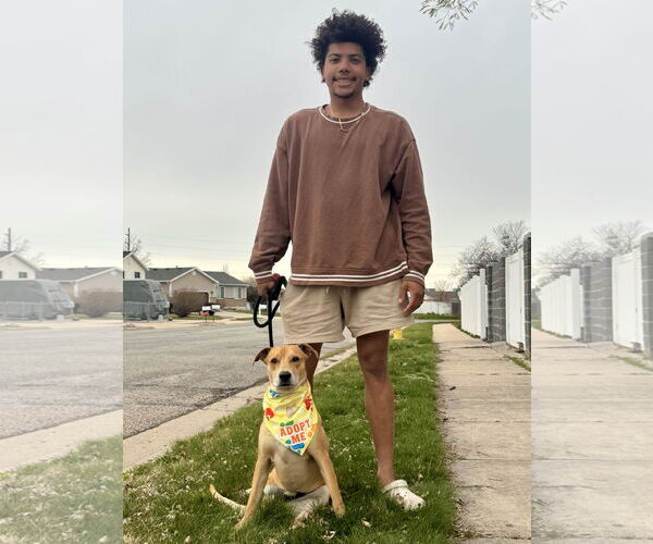 Medium Photo #5 Labrador Retriever-Unknown Mix Puppy For Sale in Sandy, UT, USA