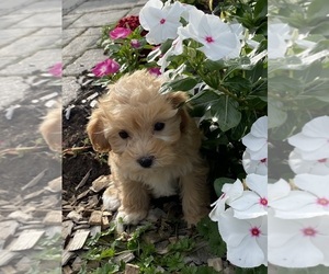 Coton de Tulear-Poodle (Toy) Mix Puppy for sale in CANOGA, NY, USA