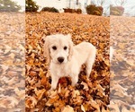 Small Photo #3 Goldendoodle Puppy For Sale in CEDAR HILL, TN, USA