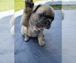 Puppy Astro Harlow French Bulldog