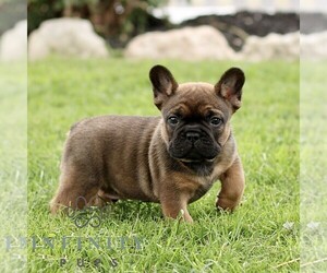 French Bulldog Puppy for sale in RONKS, PA, USA