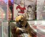 Puppy 4 French Bulldog
