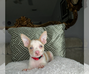 Chihuahua Puppy for sale in CHARLOTTE, NC, USA