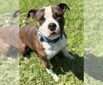 Small #2 American Pit Bull Terrier Mix