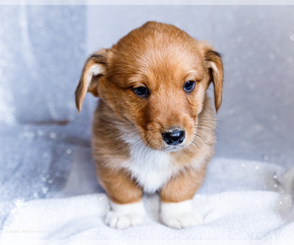 Medium Photo #9 Dorgi Puppy For Sale in WAKARUSA, IN, USA