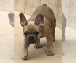 Small #1 French Bulldog