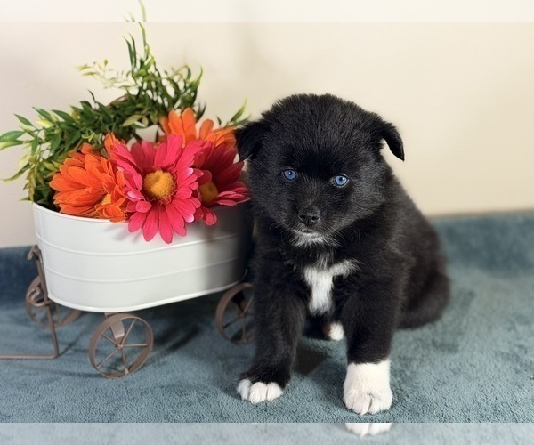 Medium Photo #2 Pomsky Puppy For Sale in DE SOTO, KS, USA