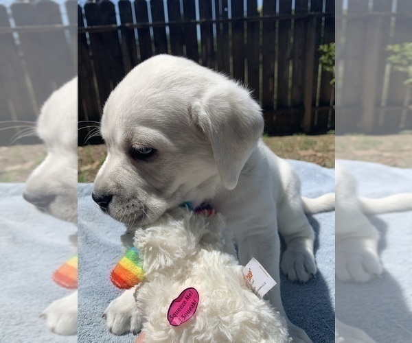 Medium Photo #2 Labrador Retriever Puppy For Sale in LIVE OAK, CA, USA