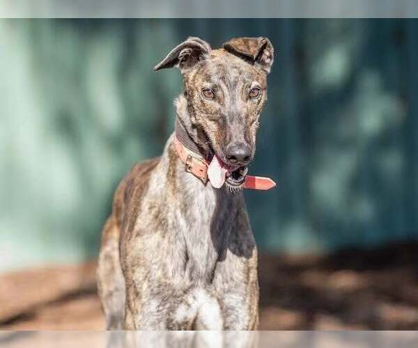 Medium Photo #5 Greyhound Puppy For Sale in Cherry Hill, NJ, USA