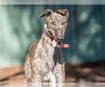 Small Photo #5 Greyhound Puppy For Sale in Cherry Hill, NJ, USA