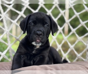 Cane Corso Puppy for sale in NEWTON, NJ, USA