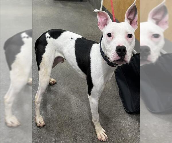 Medium Photo #1 Mutt Puppy For Sale in Forestville, MD, USA