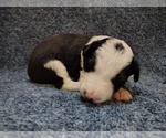 Small Photo #245 Border Collie Puppy For Sale in NORBORNE, MO, USA