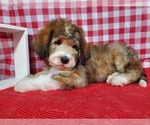 Small Photo #3 Bernedoodle Puppy For Sale in BLACK FOREST, CO, USA