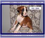 Small Photo #3 Boxer Puppy For Sale in PLATO, MO, USA