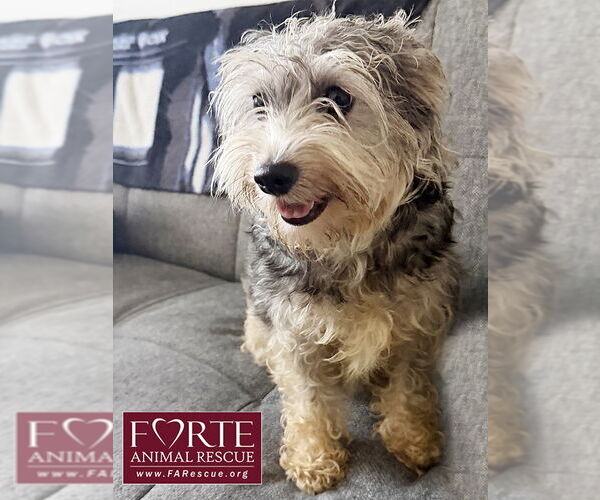 Medium Photo #2 Miniature Schnauzer-Unknown Mix Puppy For Sale in Marina del Rey, CA, USA