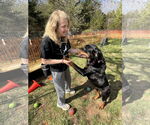 Small #6 Rottweiler