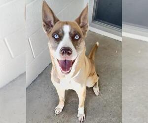 Siberian Husky-Unknown Mix Dogs for adoption in Houston, TX, USA