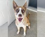 CALISTA - Female Siberian Husky-Unknown Mix Dog for Adoption - Small photo