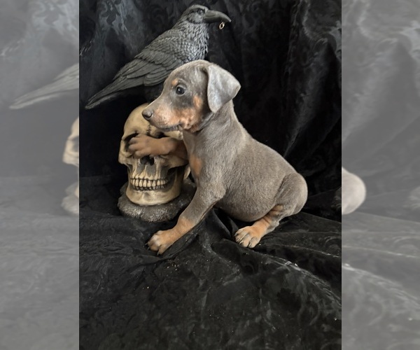 Medium Photo #19 Doberman Pinscher Puppy For Sale in YUCCA VALLEY, CA, USA