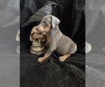 Small Photo #19 Doberman Pinscher Puppy For Sale in YUCCA VALLEY, CA, USA