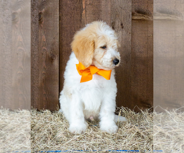 Medium Photo #5 Goldendoodle Puppy For Sale in LITTLE ROCK, AR, USA