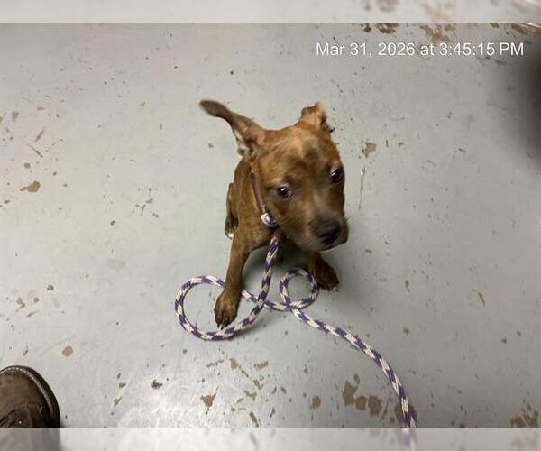 Medium Photo #1 American Pit Bull Terrier-Unknown Mix Puppy For Sale in Ocala, FL, USA