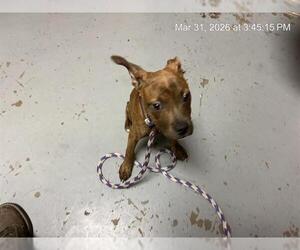 American Pit Bull Terrier-Unknown Mix Dogs for adoption in Ocala, FL, USA