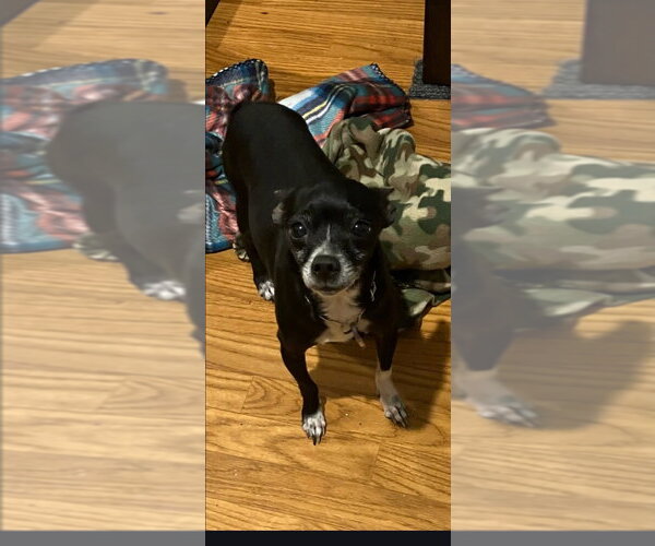 Medium Photo #2 Chihuahua Puppy For Sale in Claremore, OK, USA