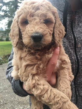 Medium Photo #1 Goldendoodle-Poodle (Standard) Mix Puppy For Sale in BATTLE GROUND, WA, USA