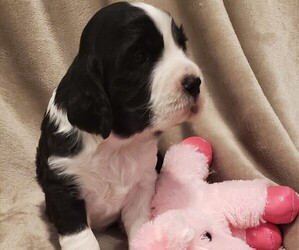 English Springer Spaniel Puppy for sale in GORMAN, CA, USA