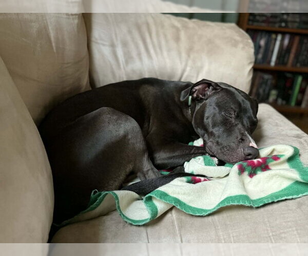 Medium Photo #18 American Staffordshire Terrier-Unknown Mix Puppy For Sale in Fairfax, VA, USA