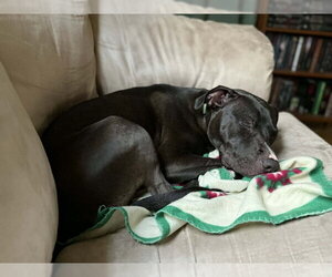 Brenda *Adopt* - Female American Staffordshire Terrier-Unknown Mix Dog for Adoption - Photo #18