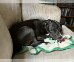 Small #17 American Staffordshire Terrier Mix