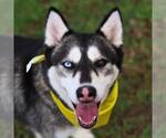 Small Siberian Husky Mix