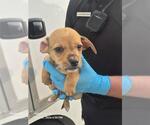 Small Chihuahua Mix