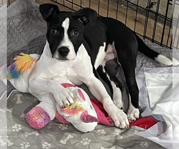 Medium Photo #3 American Pit Bull Terrier Puppy For Sale in Gates Mills, OH, USA