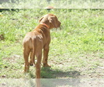 Small Photo #8 Rhodesian Ridgeback Puppy For Sale in CHOUDRANT, LA, USA