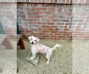 Poodle (Miniature) Dogs for adoption in Frisco, CO, USA