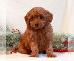 Small #3 Goldendoodle (Miniature)